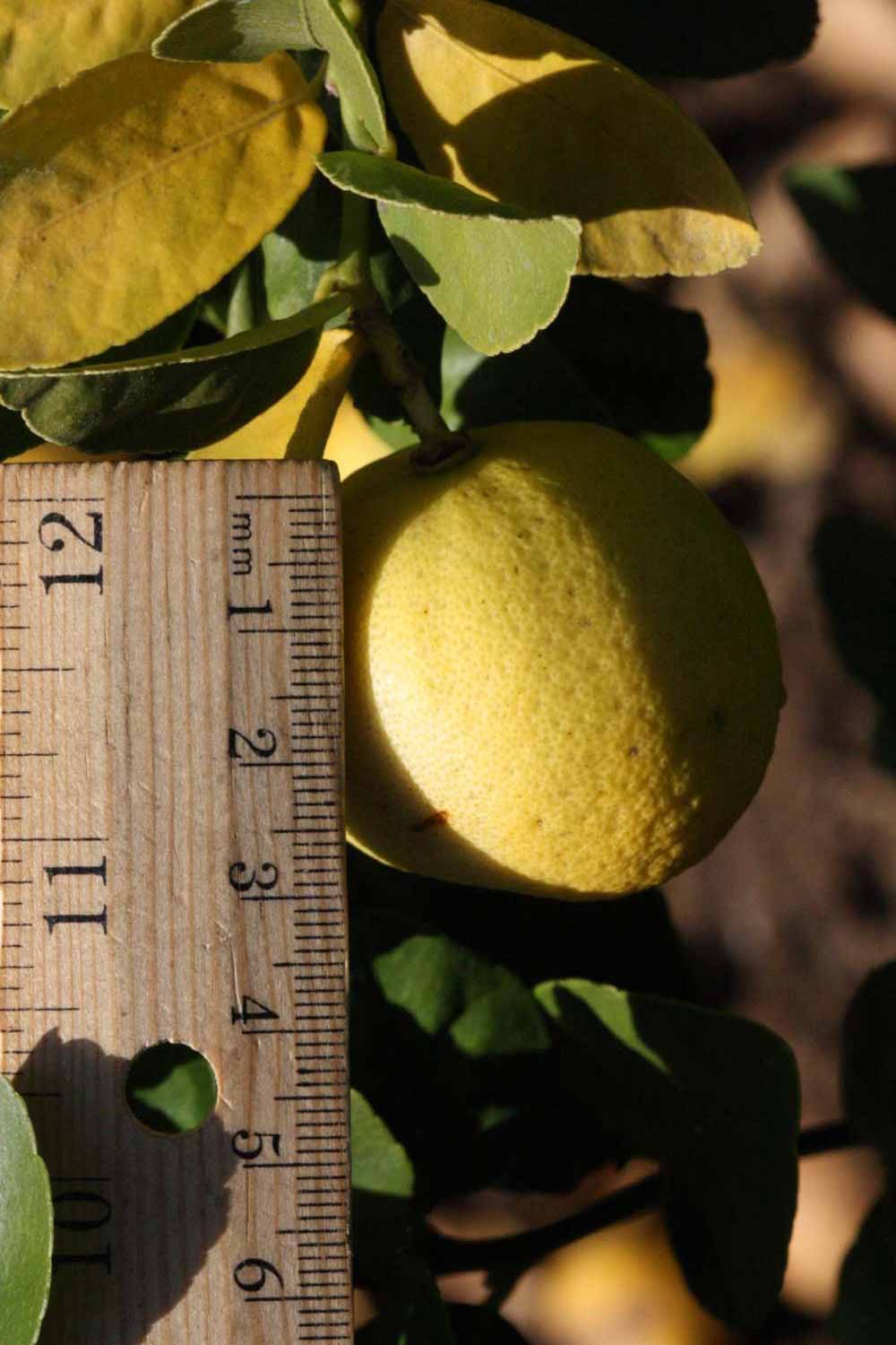            Fruit (Thornless Mexican lime, Riverside, CA)   